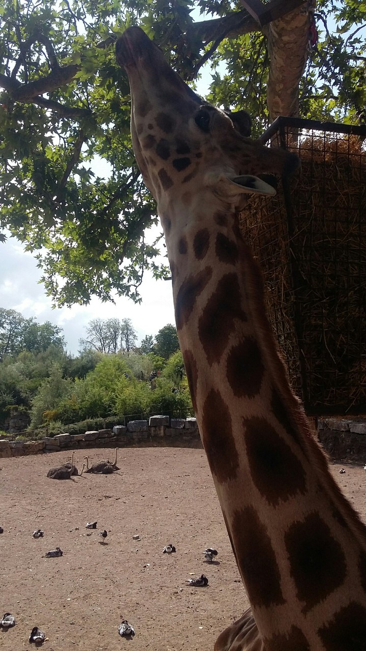 pairi daiza