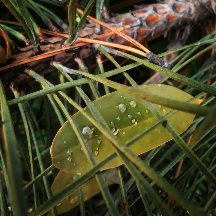 leaves