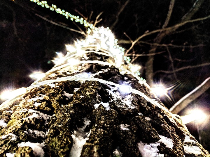 tree lights