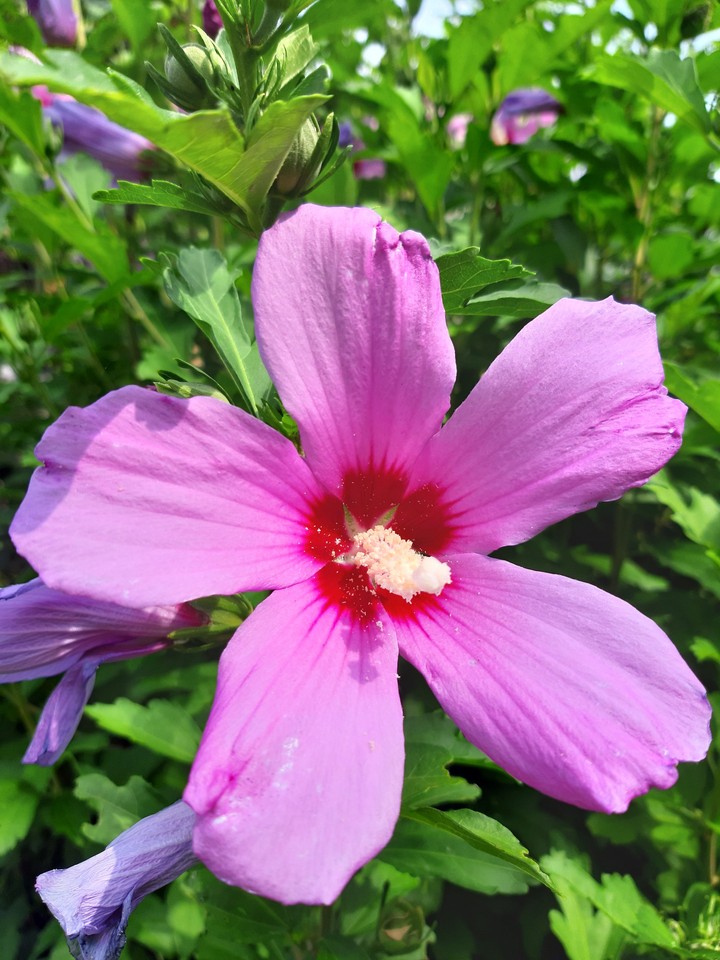 fiore