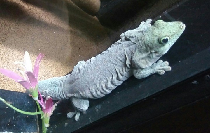 Gecko, Cape May Zoo