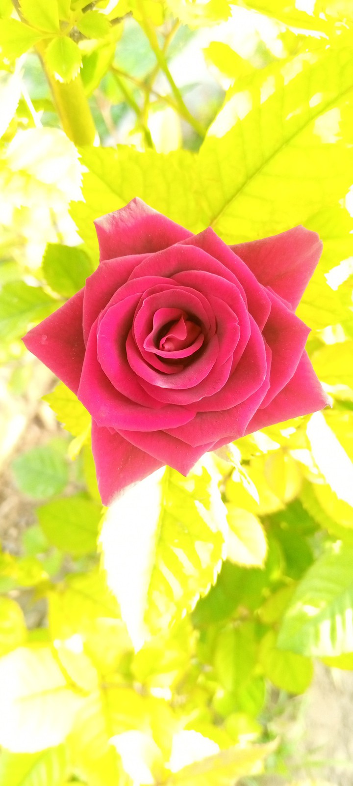 black  flowers