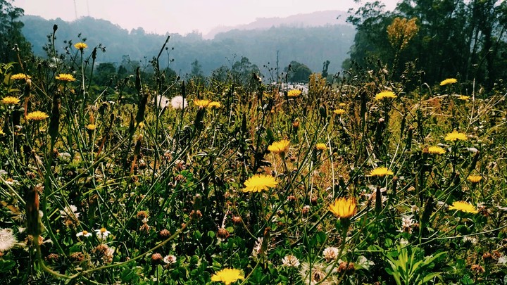 nature