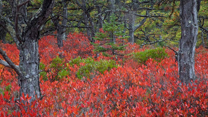 Blueberry bushes in Acadia National Park.