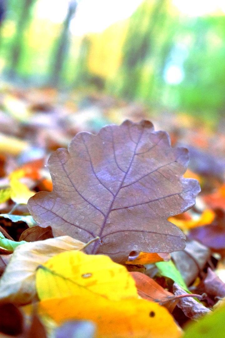 Autumn