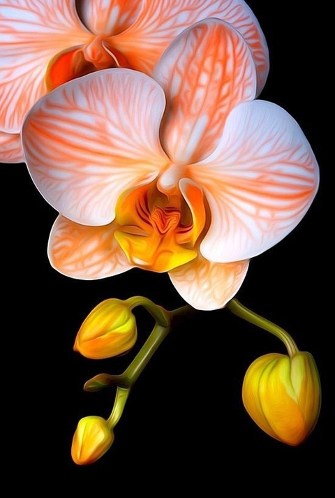 tapety botany, organism