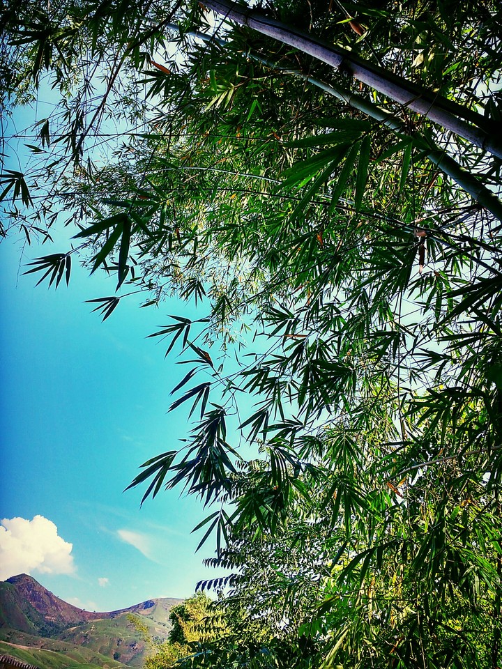 Landscape Bamboo