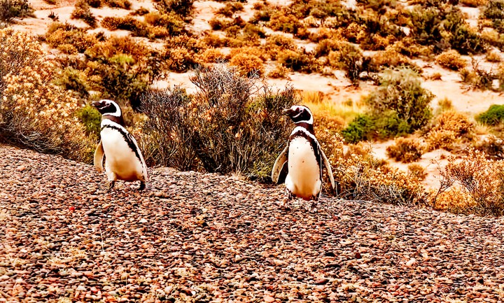 penguins