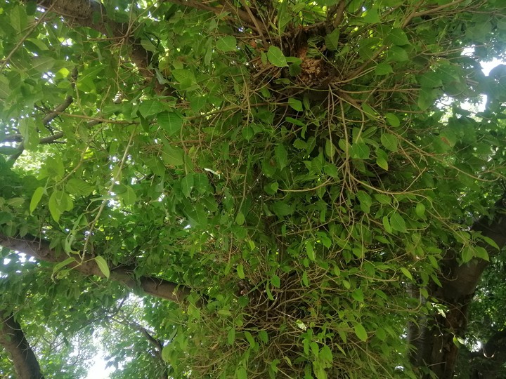 leaves