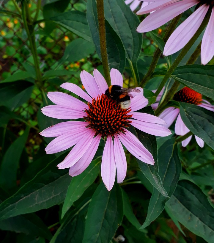 Bumblebee