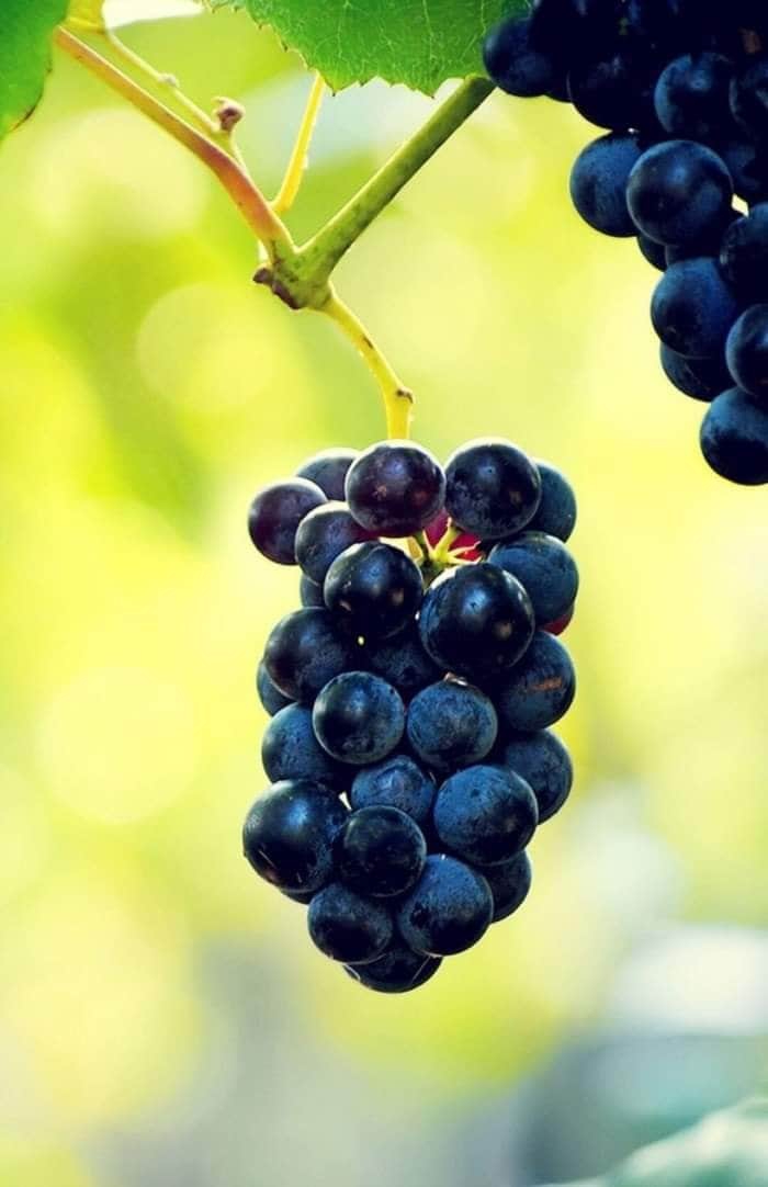 Grape