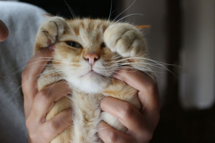 cuddle cat
