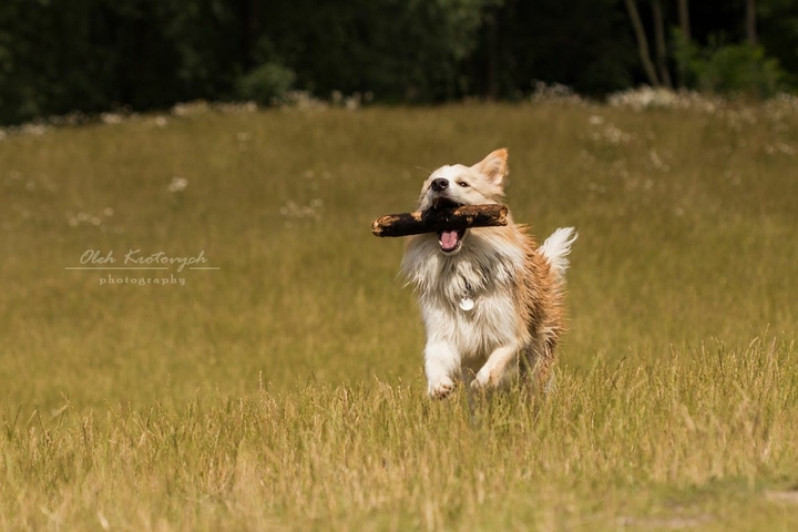 The Border Collie Because There Is No Better Dog