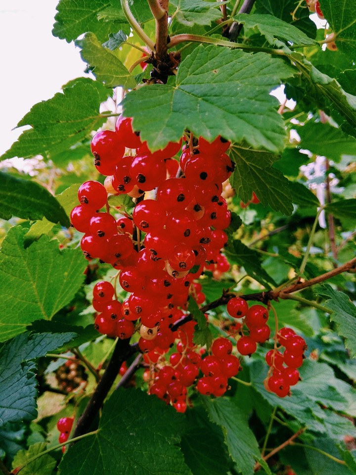 red currant