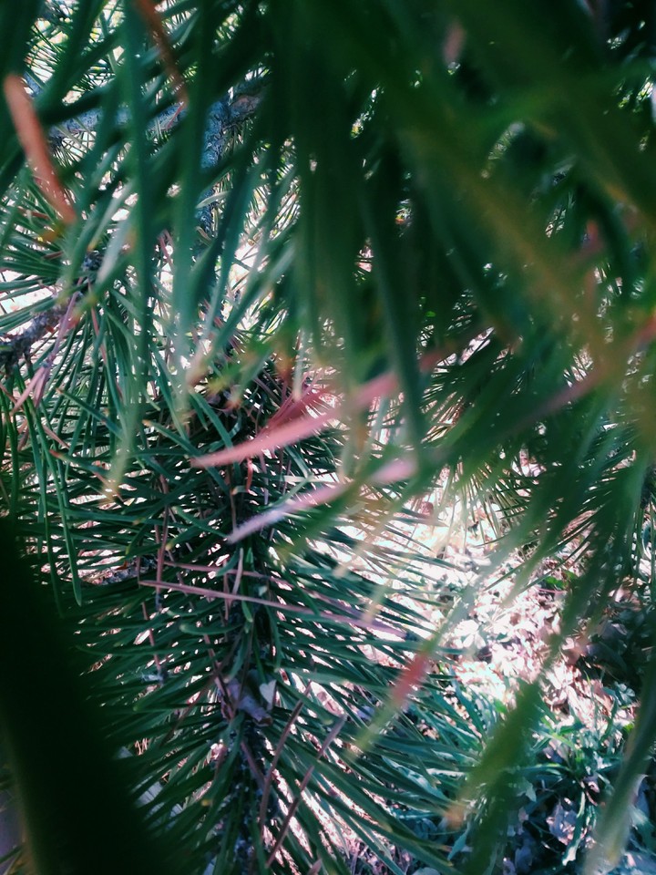Pine needles