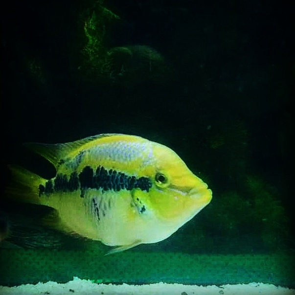 fish