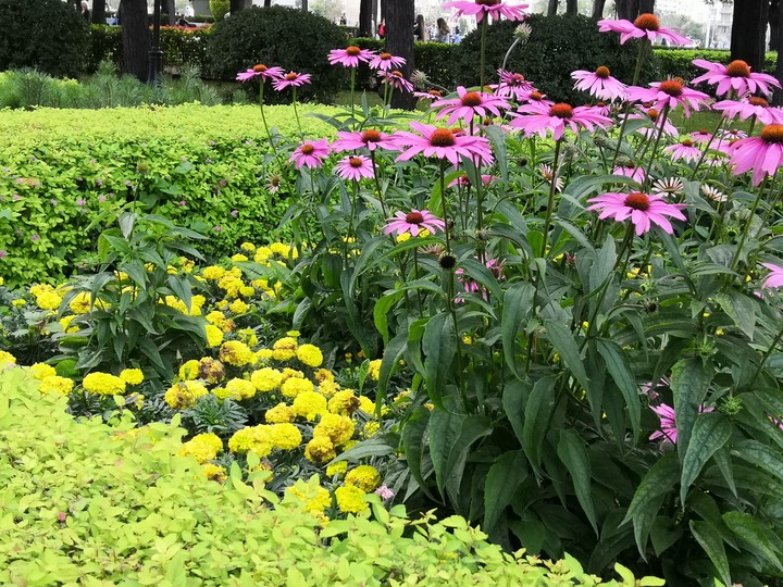 flowers