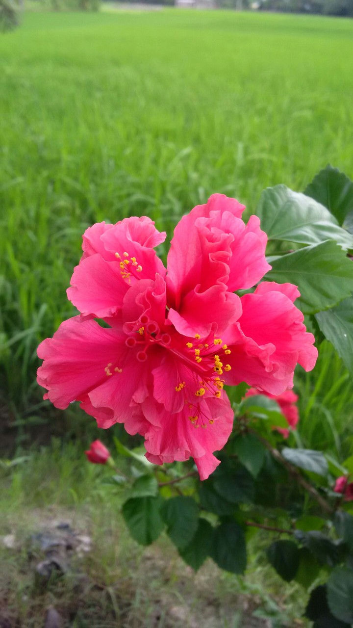 flower