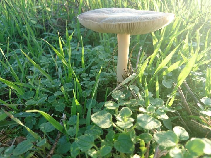 Grass beauty