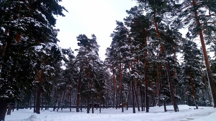 Снежный Лес