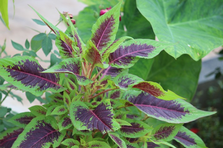 Green And Purple Plant