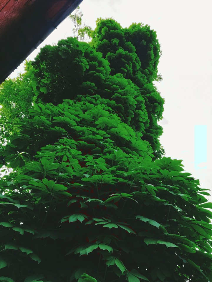 Castanea explosion