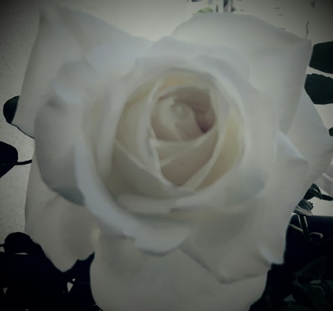 rosa bianca