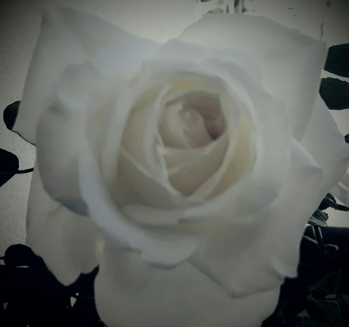 rosa bianca