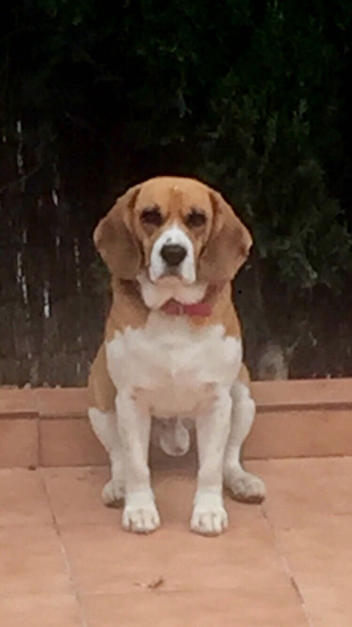 Pussicat dog