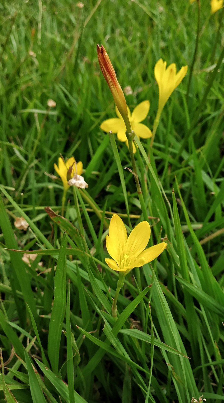 Yellow Flower..