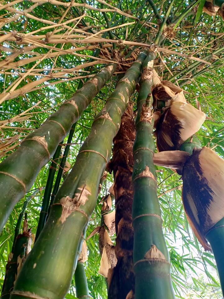 Bamboo