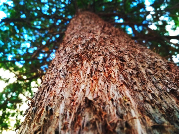 Pine / Сосна