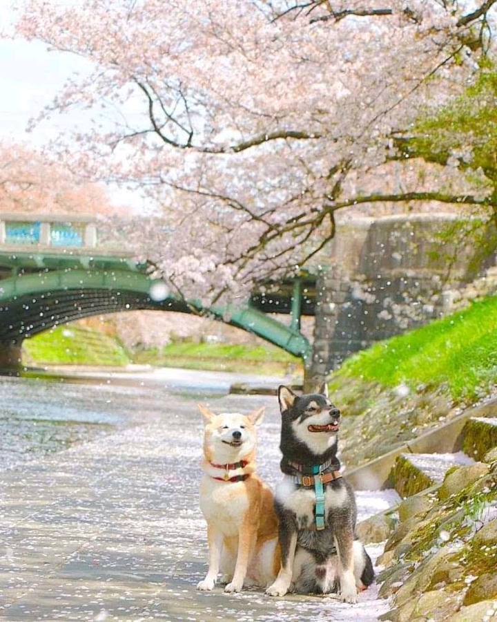 love dogs