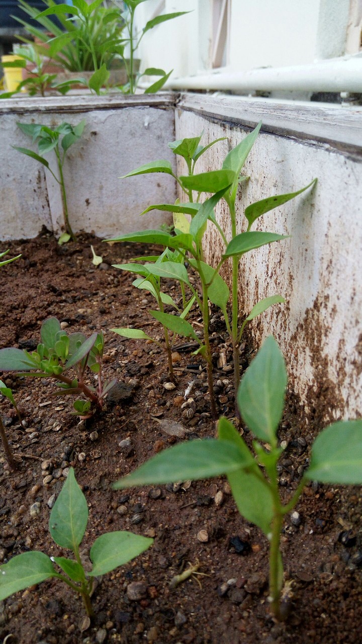 new life
