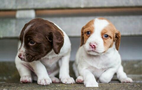 Lovely puppies.