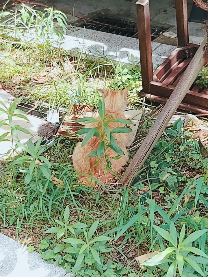 Cat (고양이)