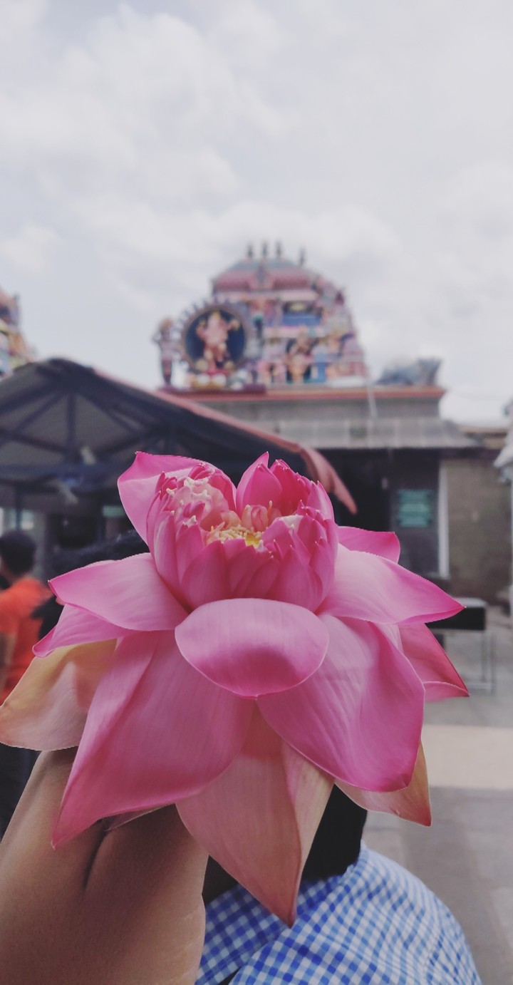 lotus