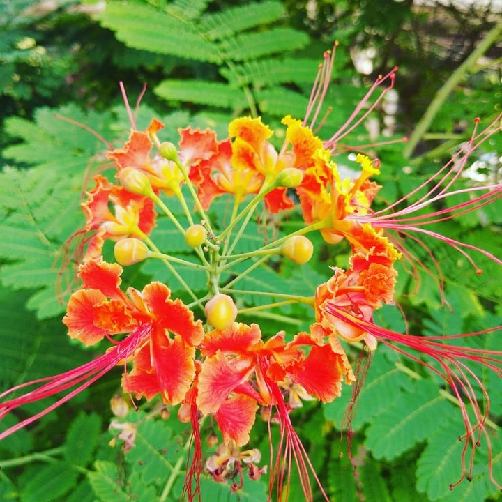 INDIAN FLOWERS