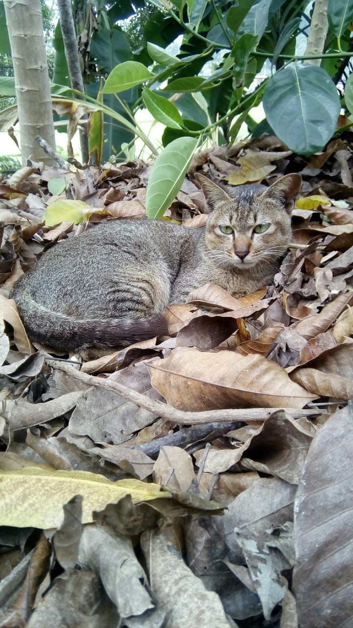 My cat