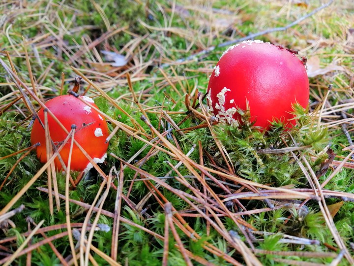 mushrooms ?