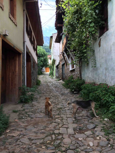Bursa