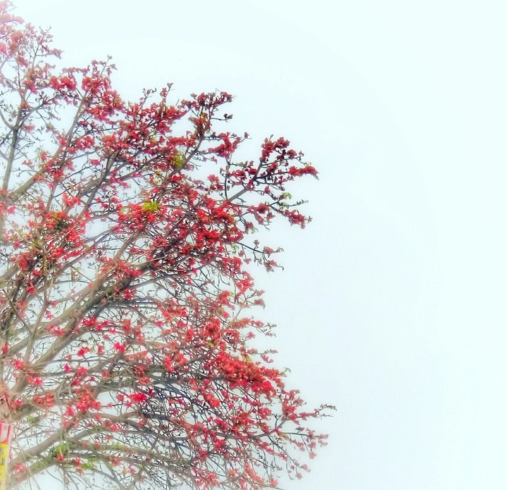 Blooming