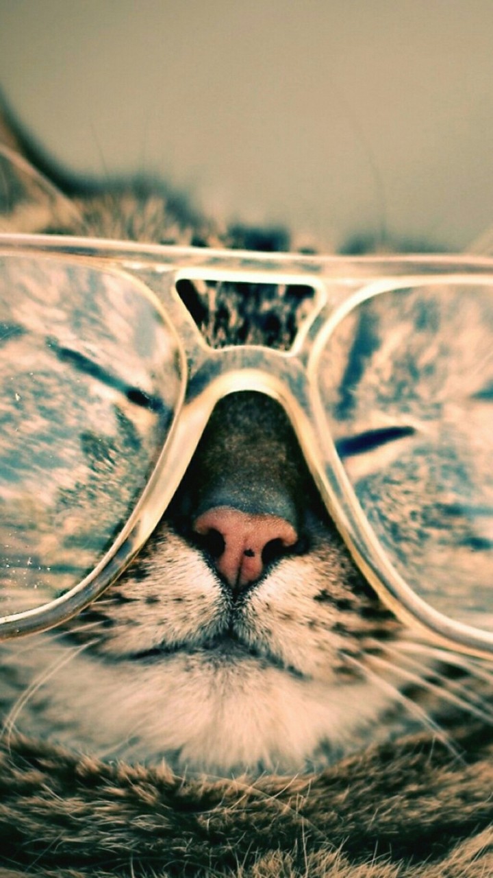 cat relaxing