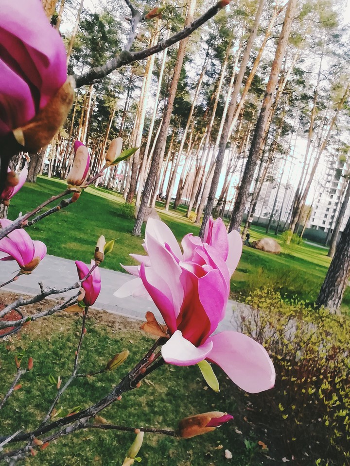 цветок