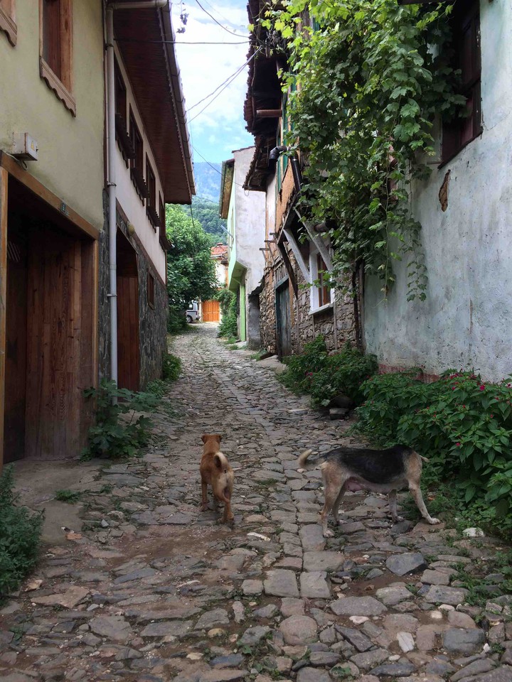 Bursa