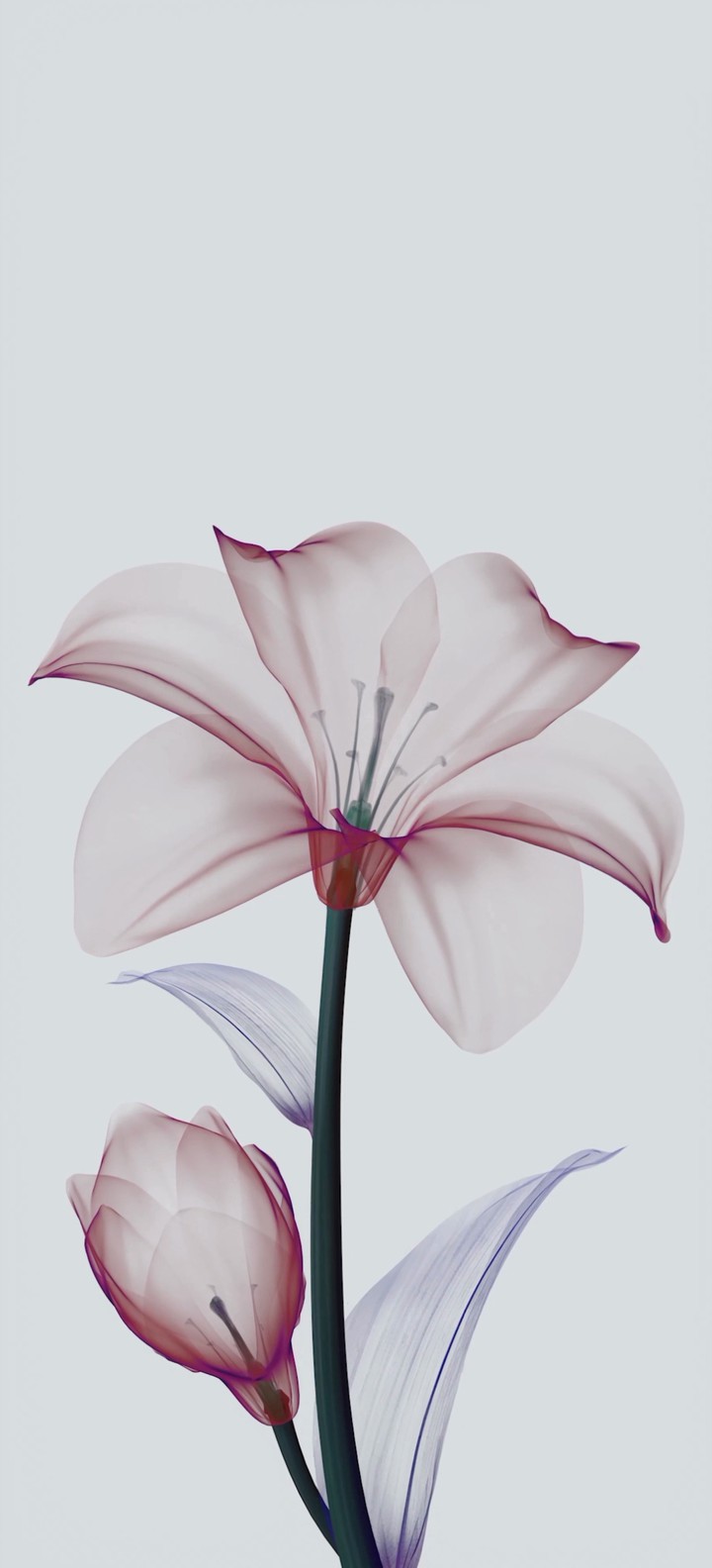 Flowers, light background, drawing, цветы, светлый фон