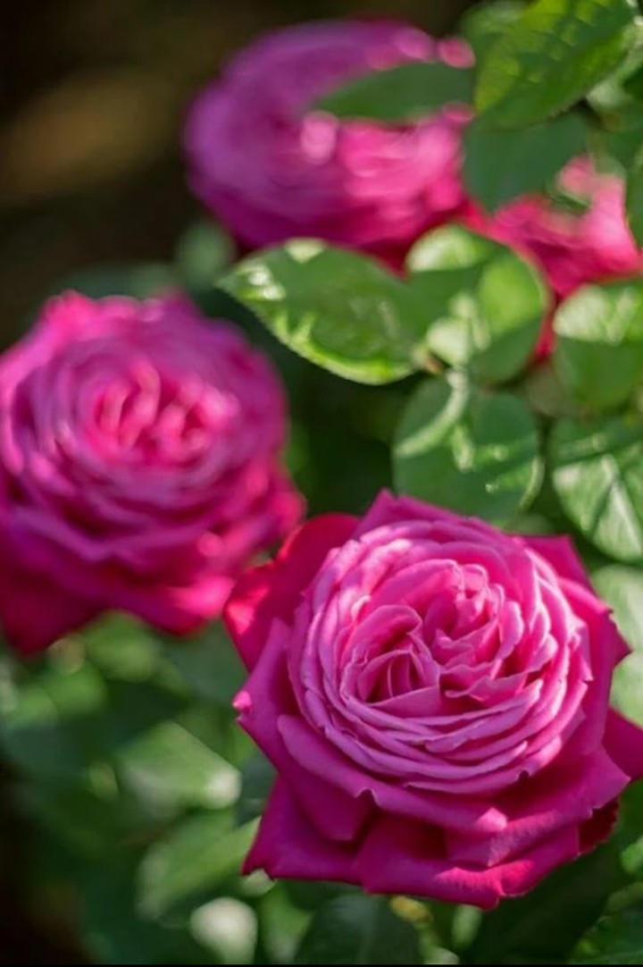 dark pink