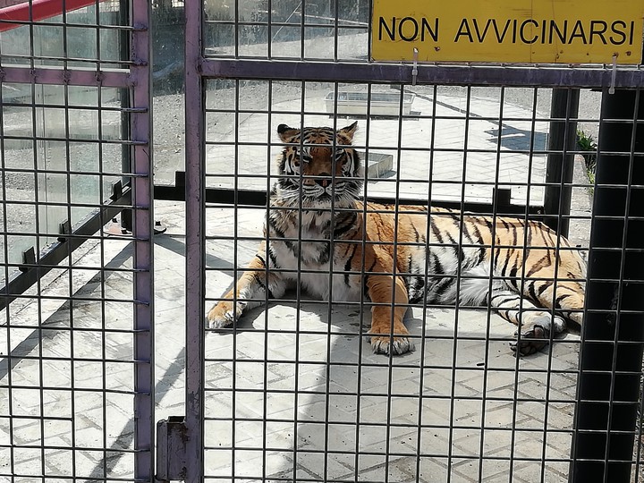 tigre del circo