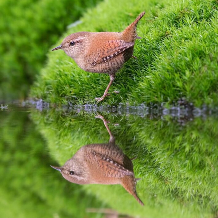 beau oiseaux⭐⭐⭐