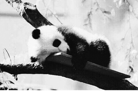 panda♡(∩o∩)♡